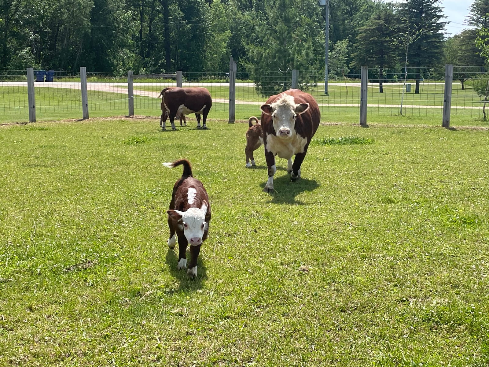 Miniature Hereford calves and cows walking through green pasture