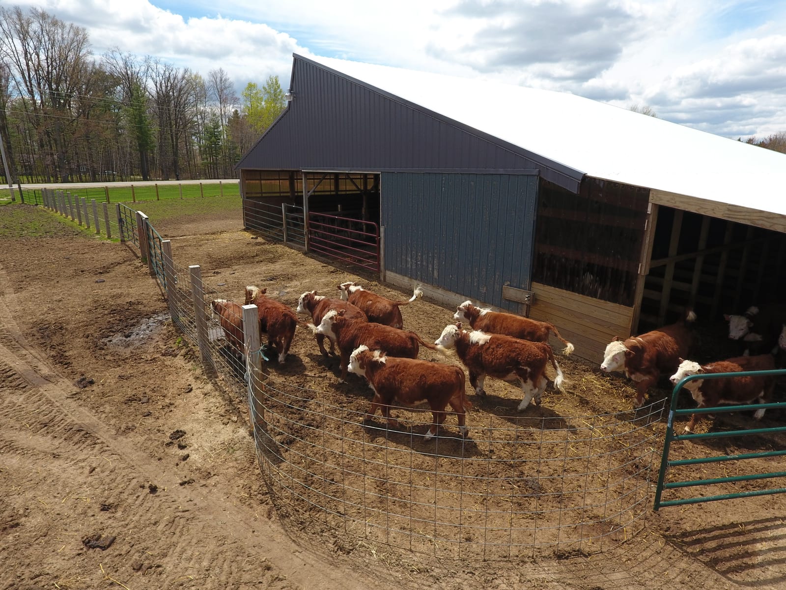 Miniature Hereford cattle gathered outside the barn