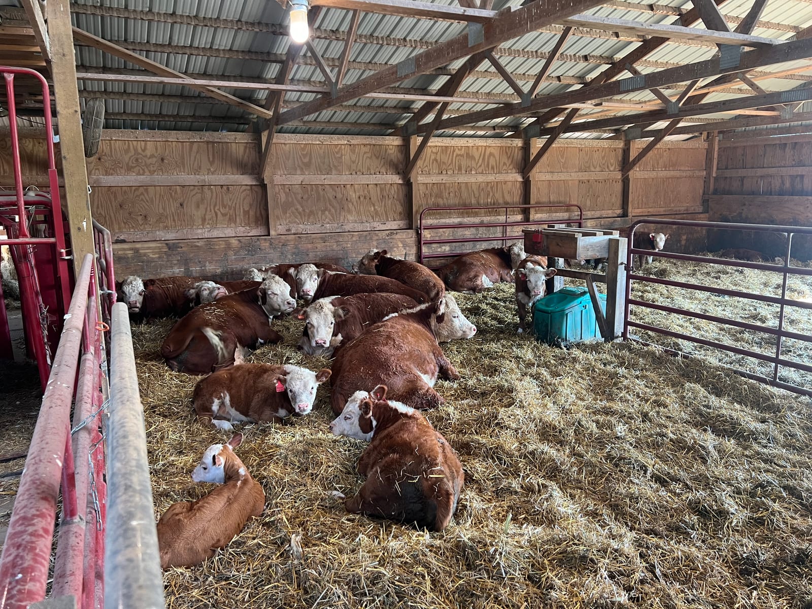 Miniature Hereford cattle resting on straw inside the barn