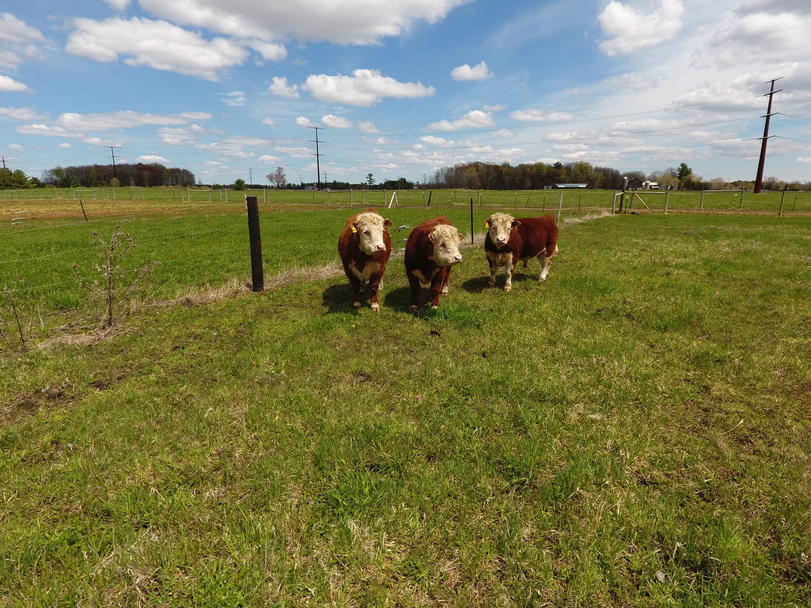 Miniature Hereford cattle walking together in a Wisconsin pasture