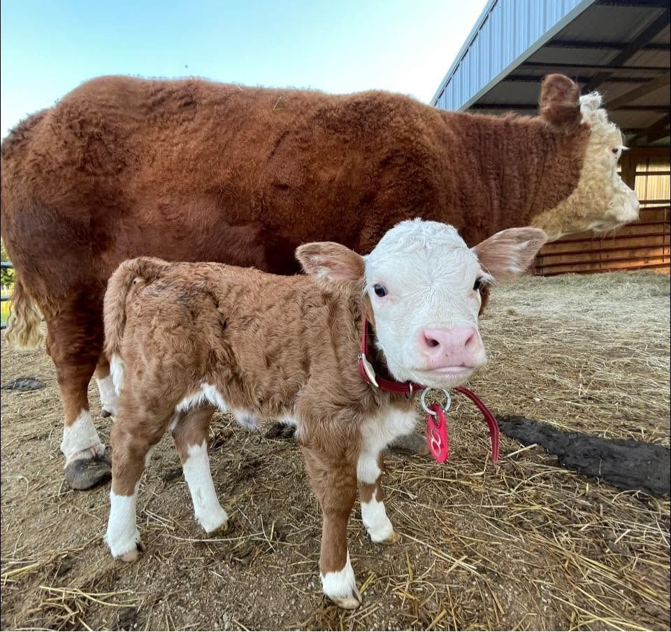 A baby cow with a collar and her mother cow