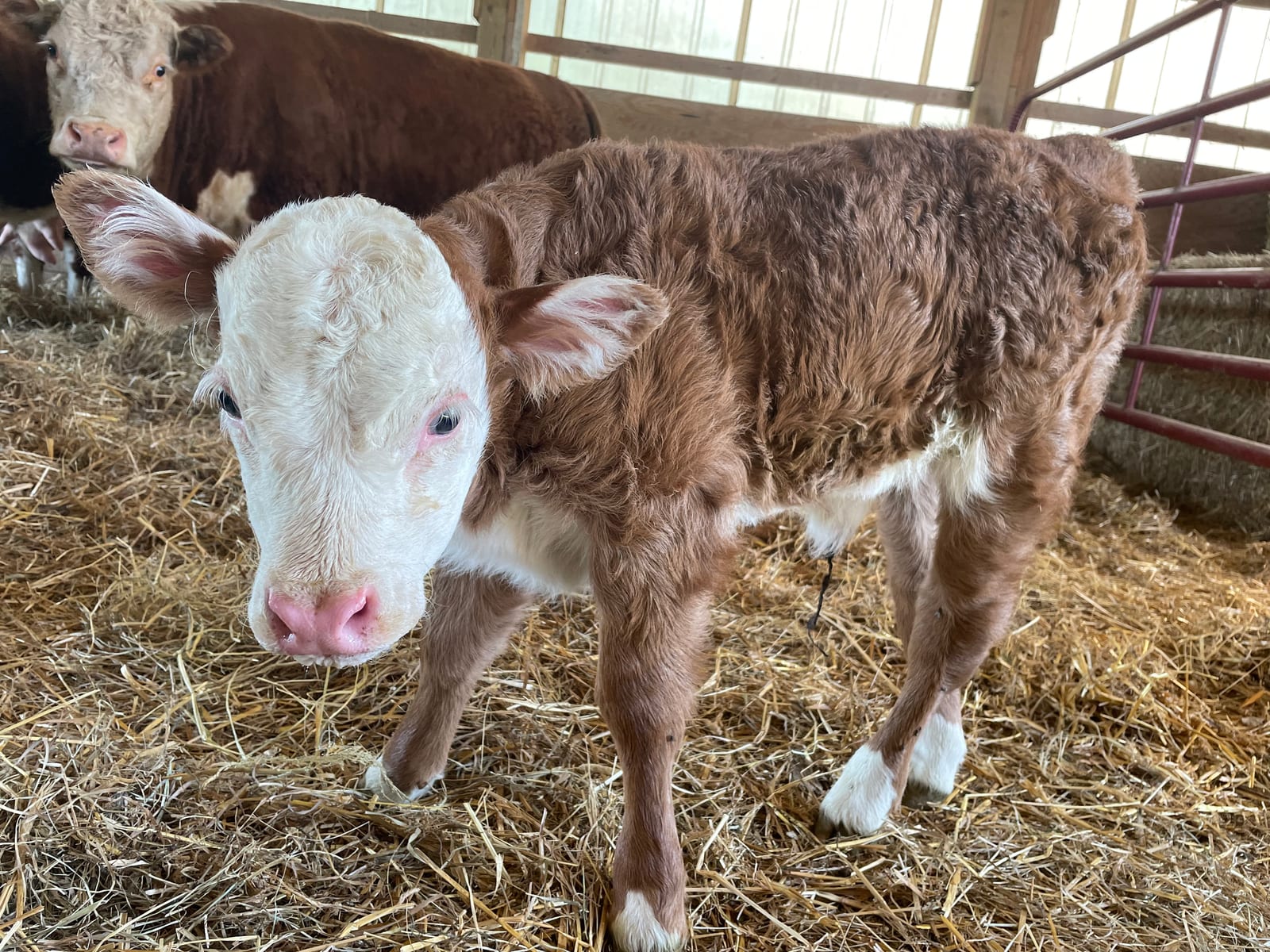 Young Miniature Hereford calf standing in straw inside the barn