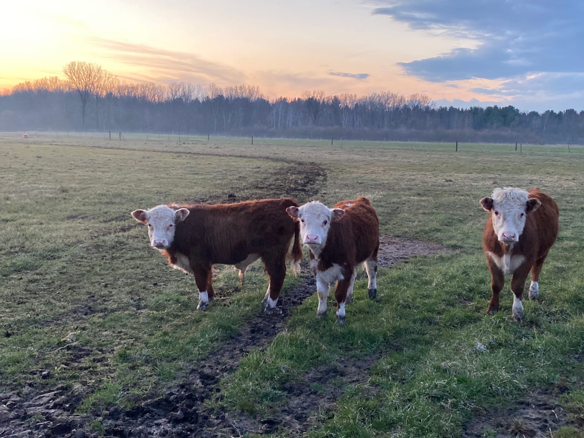 Miniature Hereford cattle standing in pasture at sunset